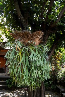 Staghorn Fern (Platycerium coronarium)