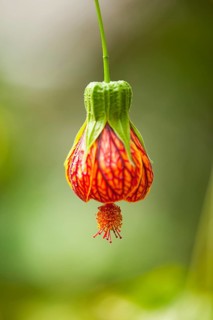 Redvein Abutilon (Abutilon pictum)