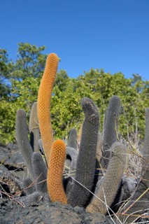 Lava-Cactus (Brachycereus nesioticus)