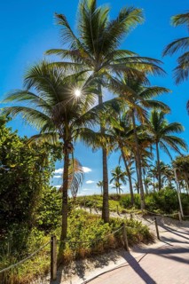 Palm trees