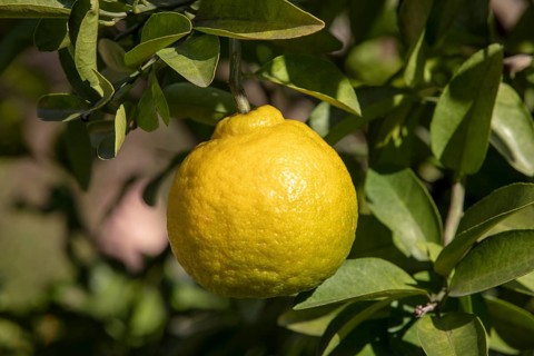 Citrus sulcata (Citrus sulcata)
