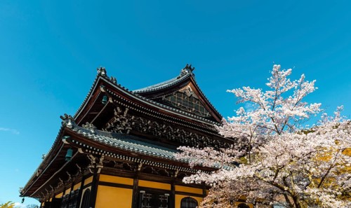 Nanzenji Temple with cherry blossoms