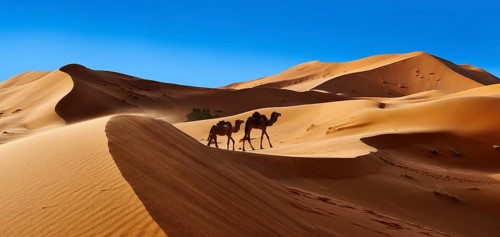 Camels amongst the Sahara sand dunes of Erg Chebbi