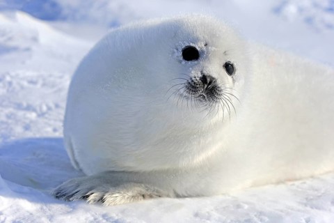 Harp Seal or Saddleback Seal (Pagophilus groenlandicus
