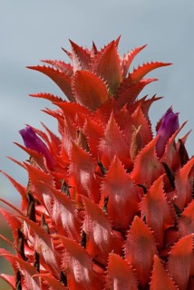 Pineapple flower (Ananas comosus)