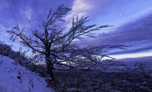 Tree in snow at sunrise