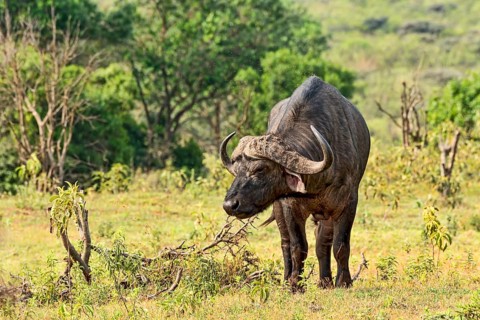 African Buffalo or Cape Buffalo (Syncerus caffer)
