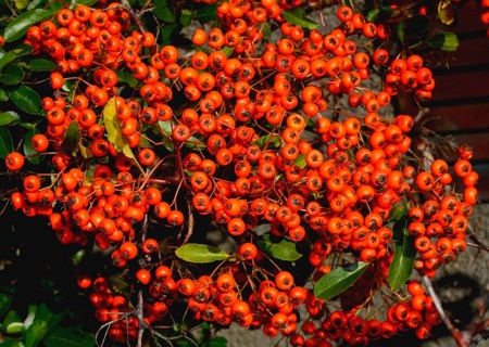 Firethorn (Pyracantha sp.)