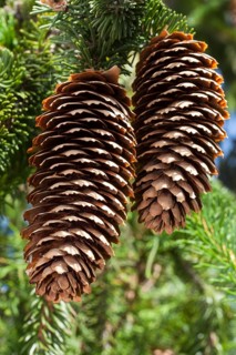 Spruce cones (Picea abies 'Virgata')