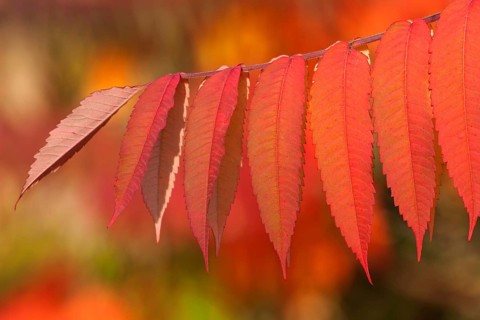 Staghorn Sumac (Rhus typhina)