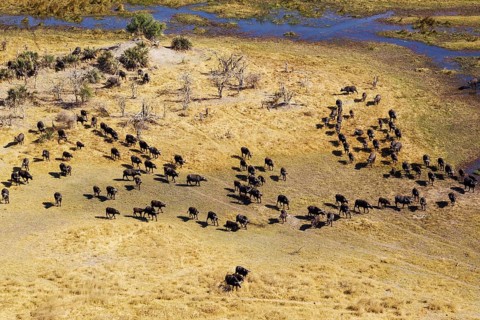 Cape Buffaloes (Syncerus caffer caffer)