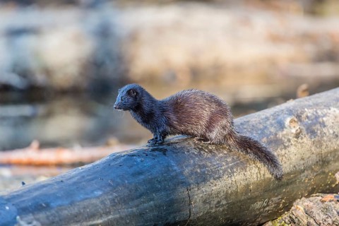 American mink (Neovison vison)