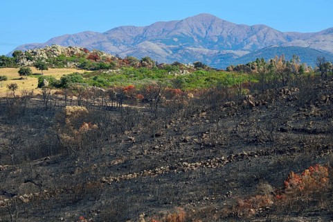 Charred trees after a wildfire