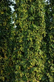 Hop plants (Humulus lupulus)