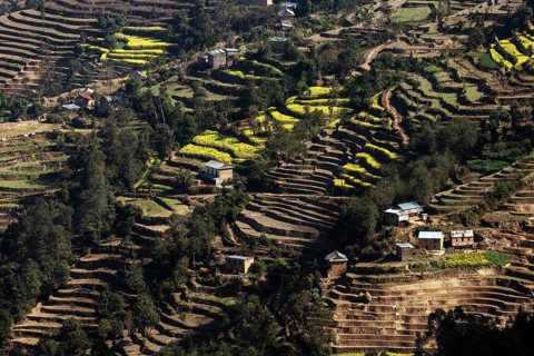 Terrace cultivation