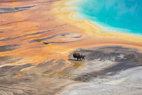 Bison crossing the sinter crust of Grand Prismatic Spring