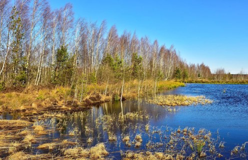 Waterlogged peat cutting area with a Birch grove (Betula pubescens)
