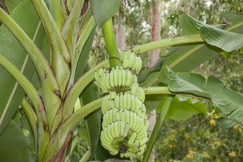 Bananas (Musa)