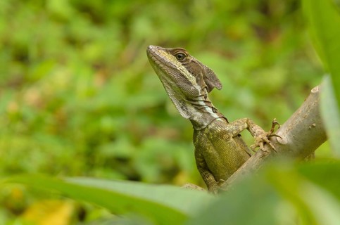 Basilisk Lizard (Basiliscus basiliscus)