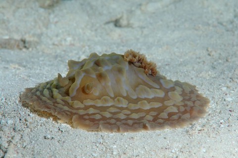 Sea Slug or Dorid Nudibranch (Asteronotus cespitosus)