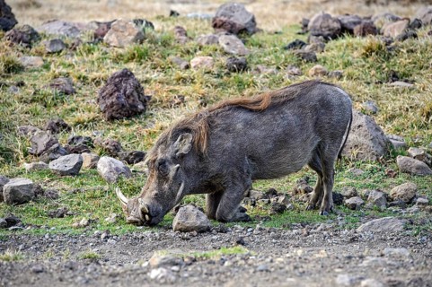 Warthog (Phacochoerus africanus)