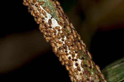 Rhinotermitidae termites (Rhinotermitidae)