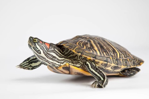 Red-eared slider (Trachemys scripta elegans)