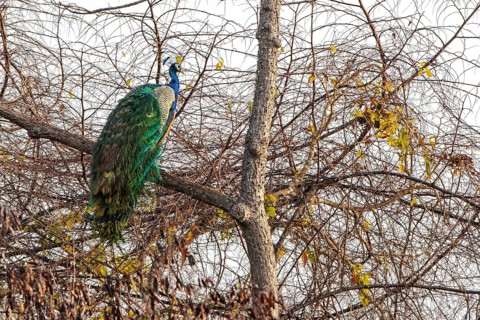 Indian Peafowl (Pavo cristatus)