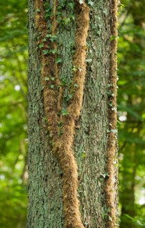 Adventitious roots of Ivy (Hedera helix) on a Pedunculate Oak (Quercus robur)