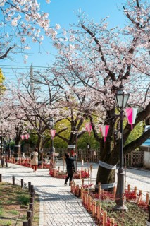 Hanging lanterns for the Hanami Festival