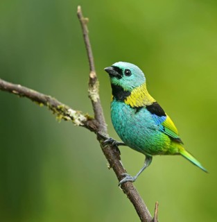 Three-coloured Tanager (Tangara seledon) sits on a branch