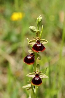 Early Spider Orchid (Ophrys sphegodes subsp. litigiosa)
