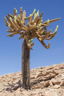 Candelabra Cactus (Browningia candelaris)