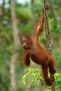 Bornean Orangutan (Pongo pygmaeus)
