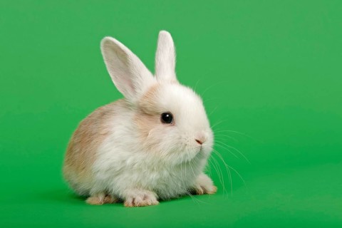 Dutch rabbit