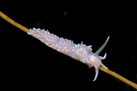 Nudibranch (Flabellina verrucosa)