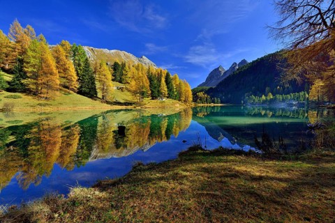 Autumnally coloured larch trees reflected in lake Lei da Palpuogna