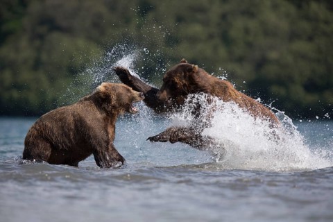 Brown bears (Ursus arctos)