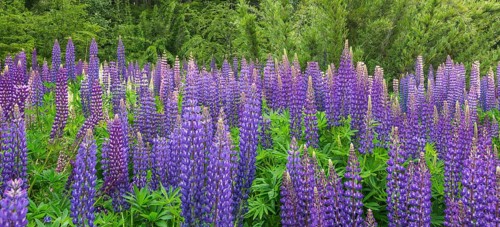 Lupines (Lupinus sp.)