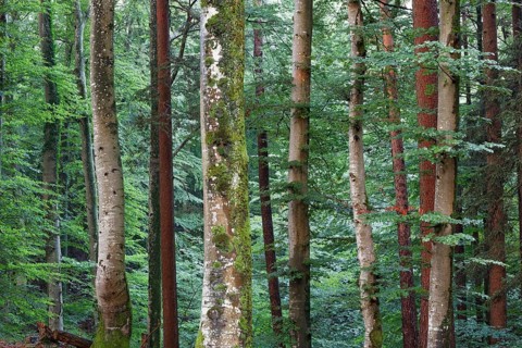 Mixed forest