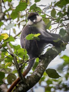 Red-tailed Monkey (Cercopithecus ascanius)