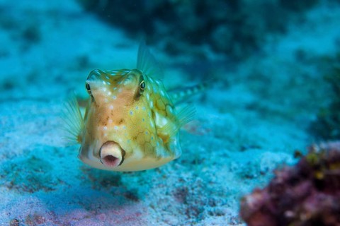 Longhorn Cowfish (Lactoria cornuta)