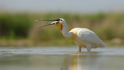 Eurasian Spoonbill or Common Spoonbill (Platalea leucorodia) devouring its prey