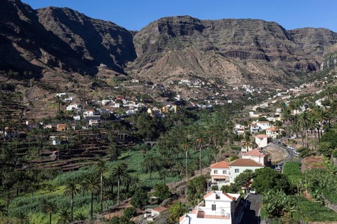 Canary Island Date Palms (Phoenix canariensis)