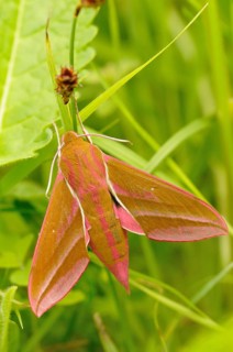 Elephant Hawk-moth (Deilephila elpenor)
