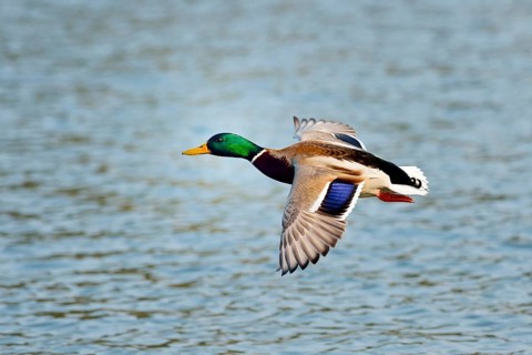 Mallard (Anas platyrhynchos) male in flight