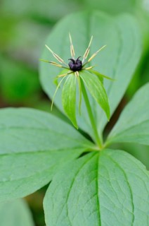 Herb Paris (Paris quadrifolia)