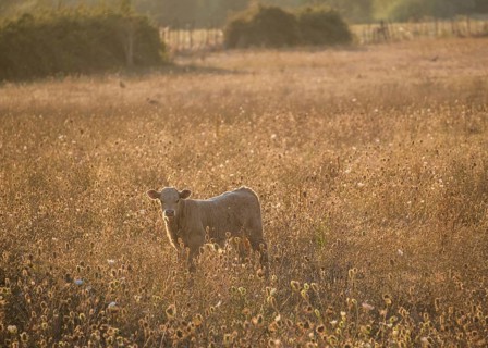 Charolais cattle