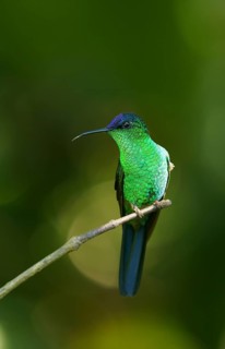 Violet-capped woodnymph (Thalurania glaucopis) on branch