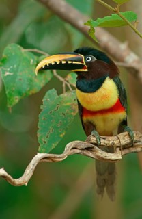 Chestnut-eared aracari (Pteroglossus castanotis) in a mango tree